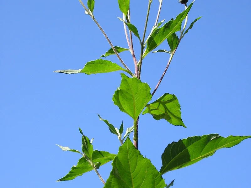 Jerusalem Artichoke growing in a UK garden