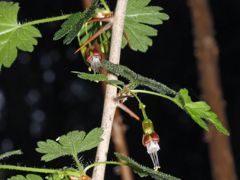 Jostaberry growing in a UK garden