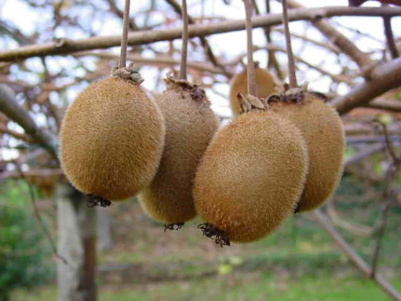 Kiwi Fruit growing in a UK garden