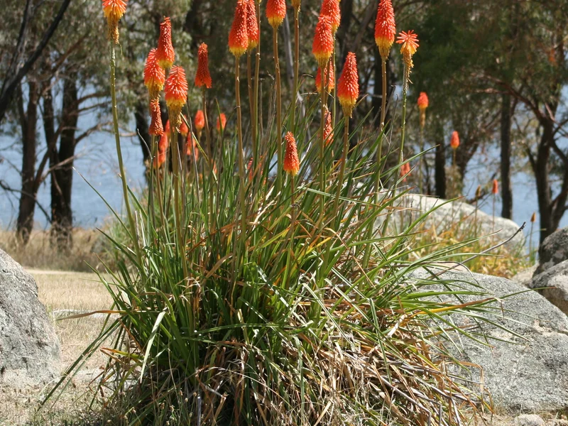 Red Hot Poker growing in a UK garden