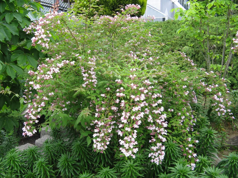 Beauty Bush growing in a UK garden