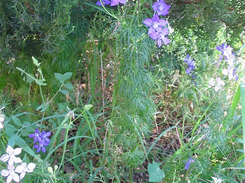 Larkspur growing in a UK garden