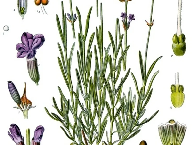Lavender growing in a UK garden