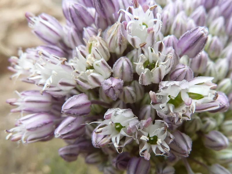 Leek growing in a UK garden