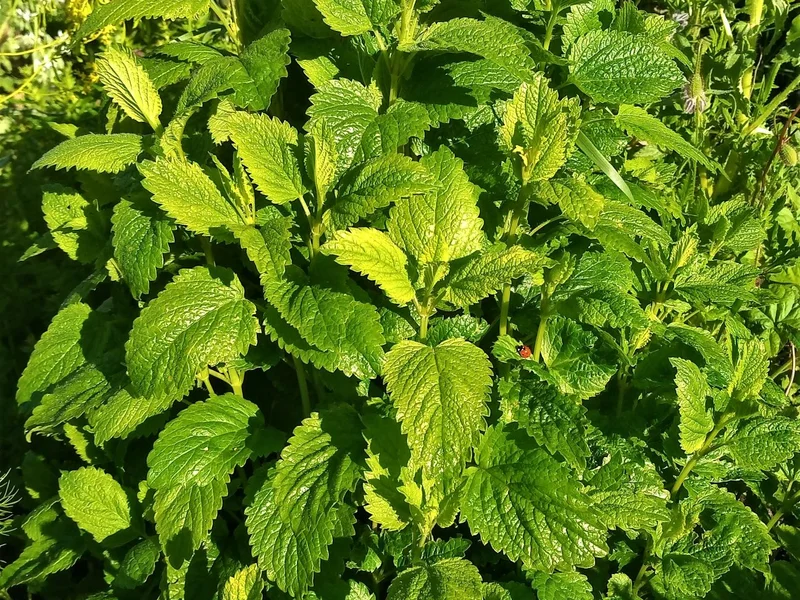 Lemon Balm growing in a UK garden