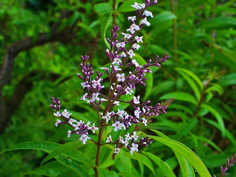 Lemon Verbena growing in a UK garden
