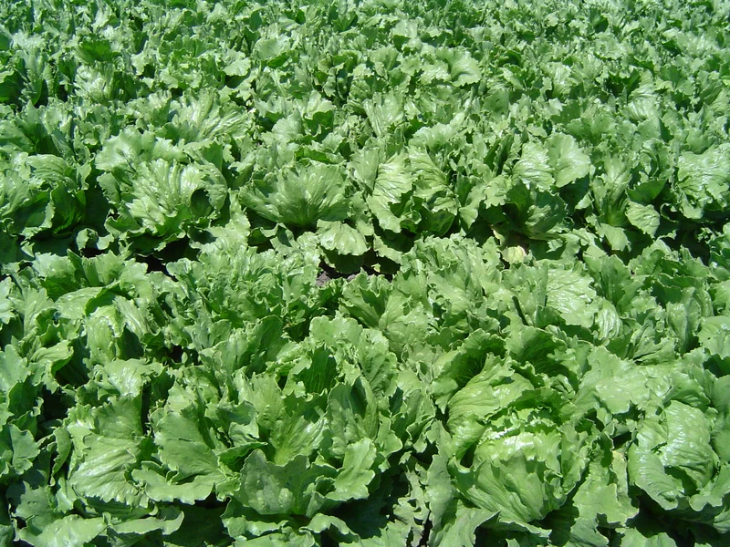 Lettuce growing in a UK garden