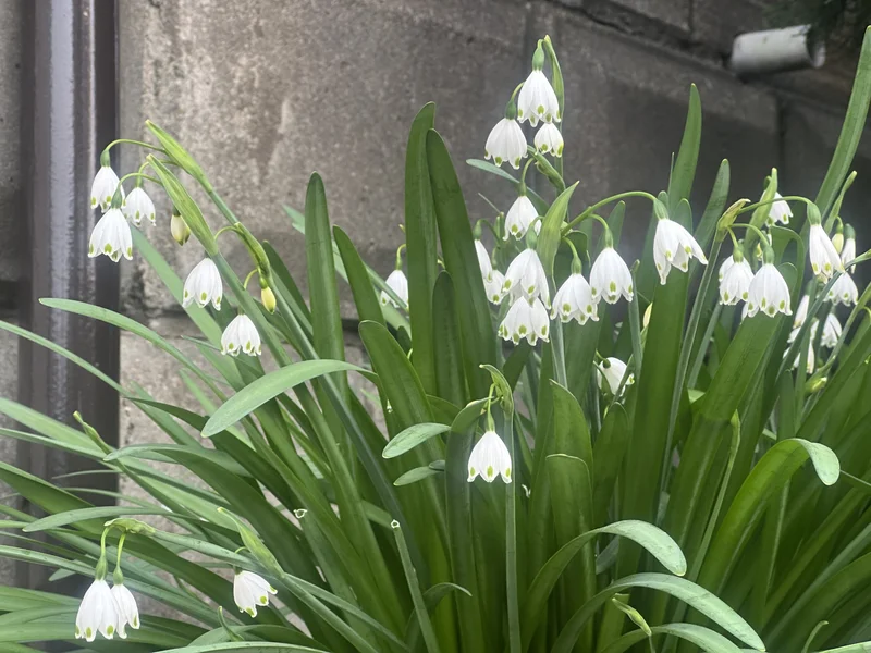 Summer Snowflake growing in a UK garden