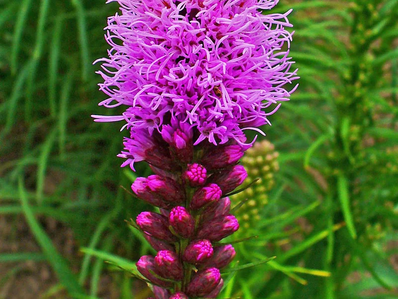 Blazing Star growing in a UK garden