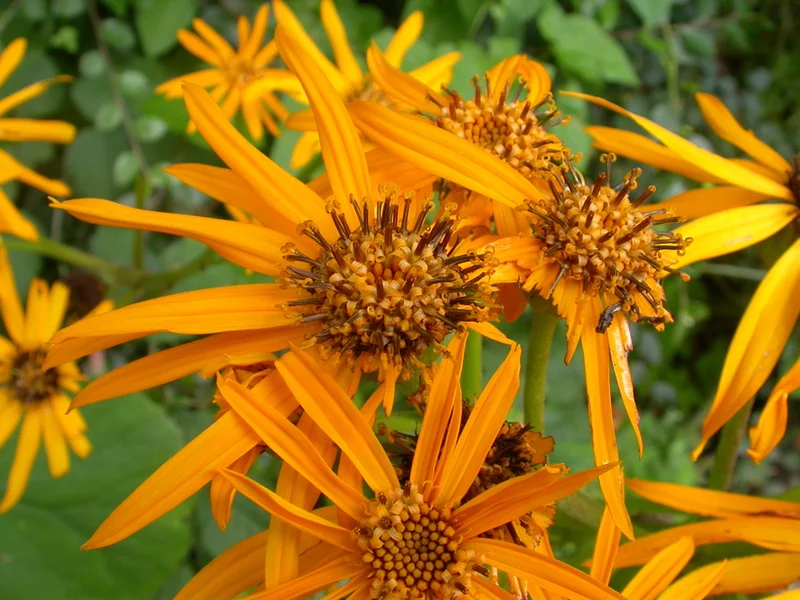 Leopard Plant growing in a UK garden