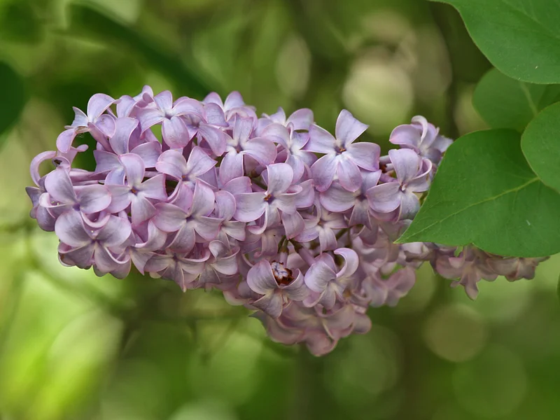 Lilac growing in a UK garden