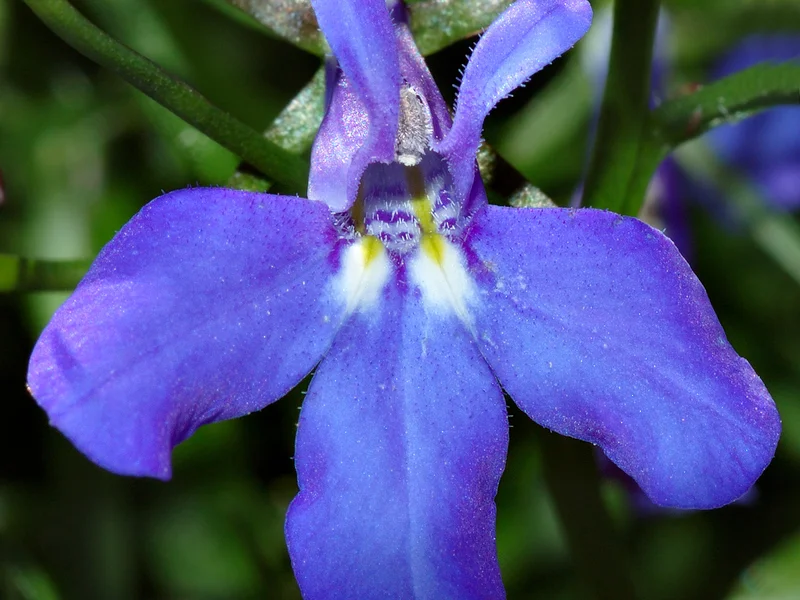 Lobelia growing in a UK garden