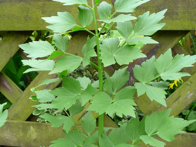 Lovage growing in a UK garden