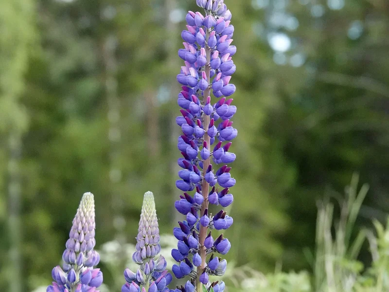 Lupin growing in a UK garden