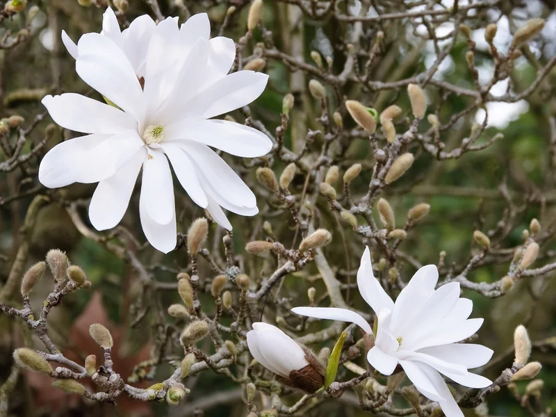 Star Magnolia growing in a UK garden