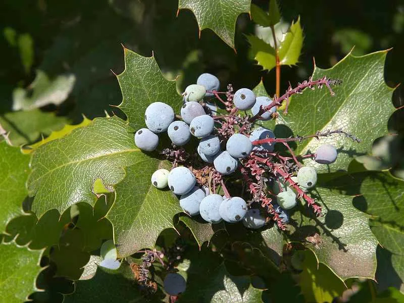 Mahonia growing in a UK garden