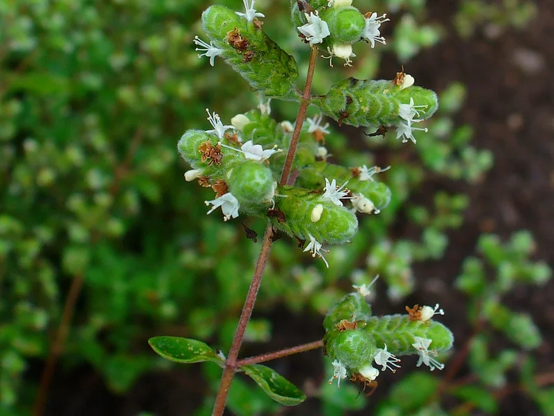 Sweet Marjoram growing in a UK garden
