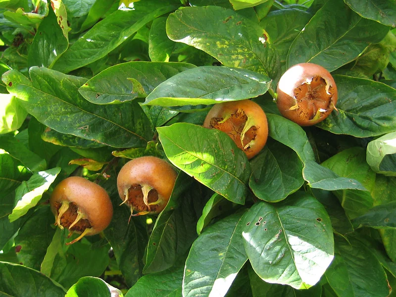 Medlar growing in a UK garden