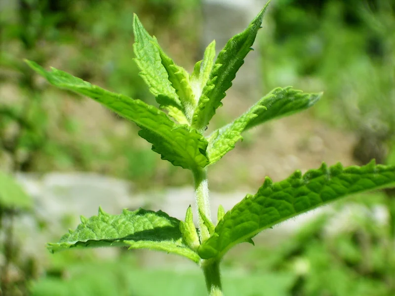 Mint growing in a UK garden