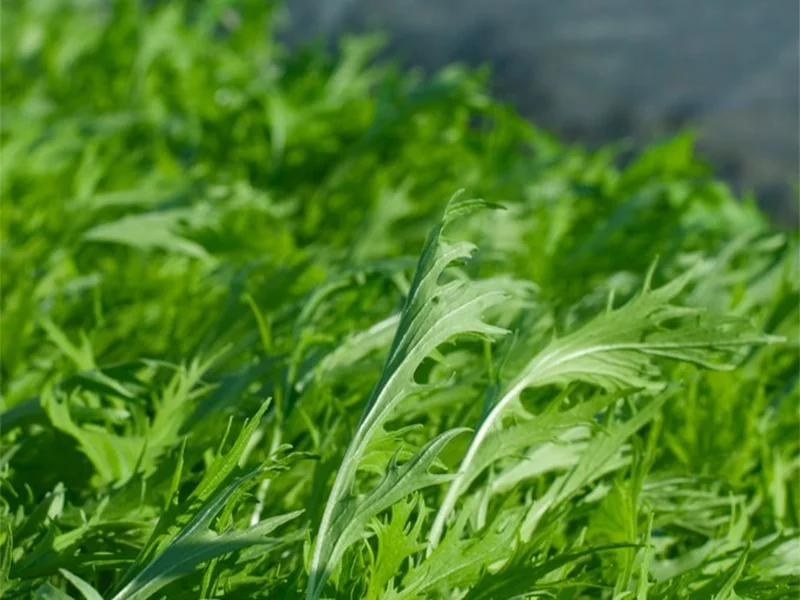Mizuna growing in a UK garden