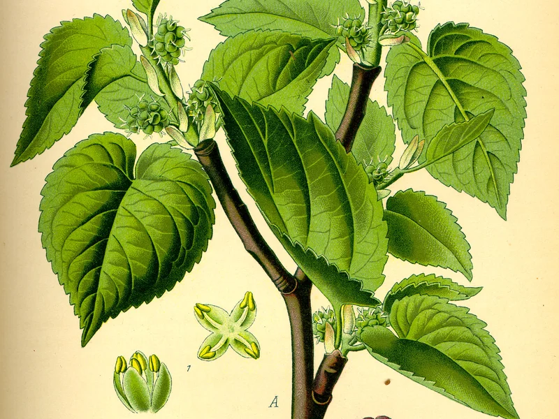 Mulberry growing in a UK garden