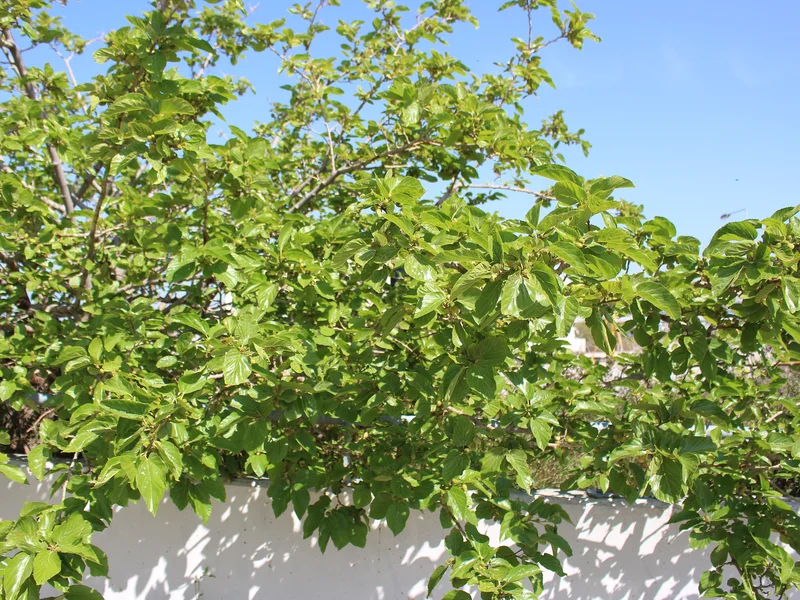 White Mulberry growing in a UK garden