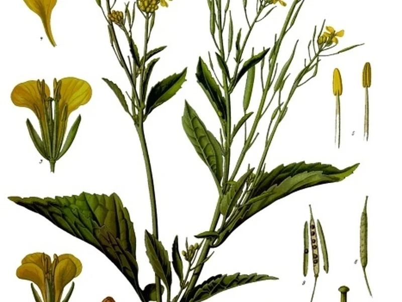 Mustard Greens growing in a UK garden