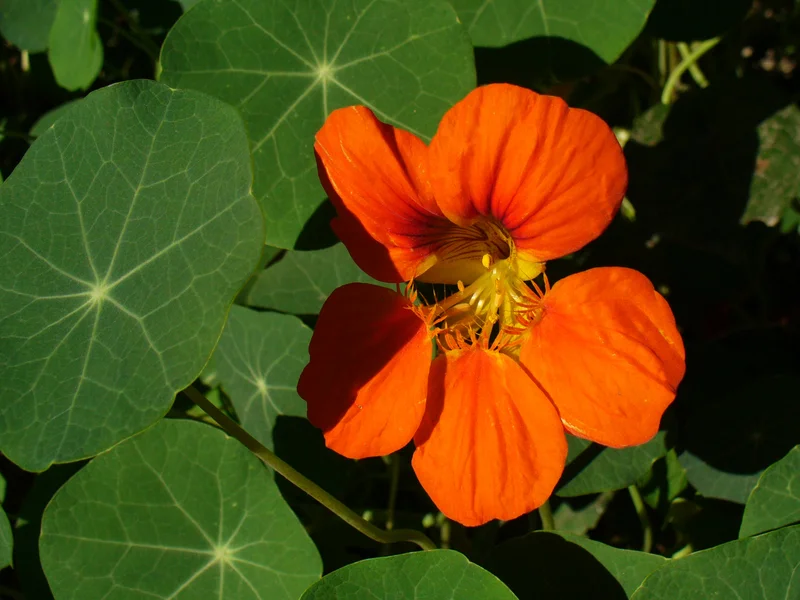 Nasturtium growing in a UK garden