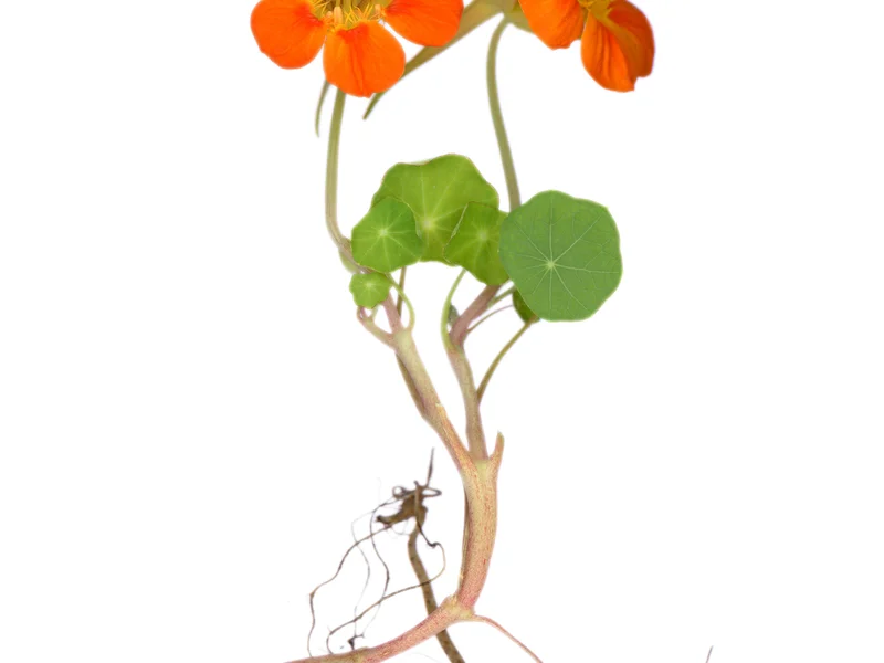 Climbing Nasturtium growing in a UK garden