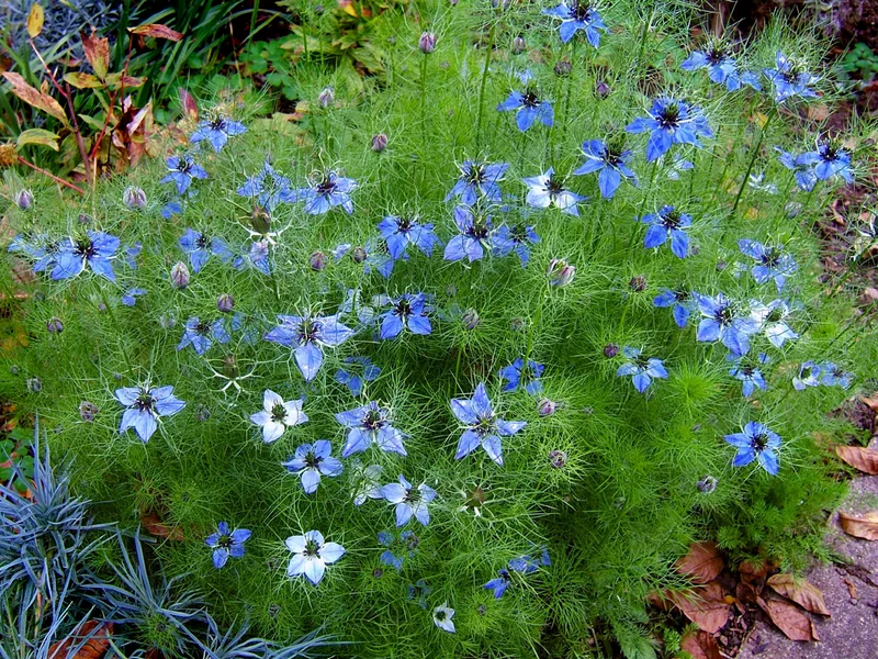 Nigella growing in a UK garden
