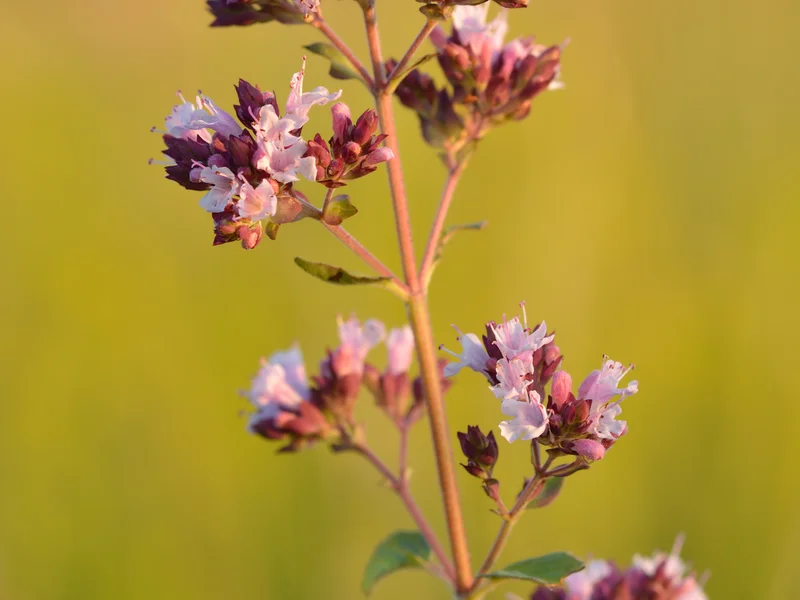 Oregano growing in a UK garden