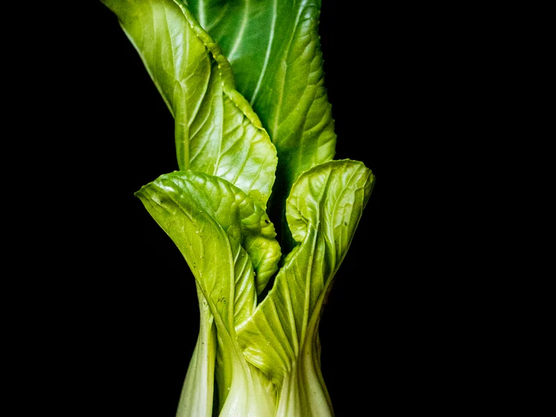 Pak Choi growing in a UK garden