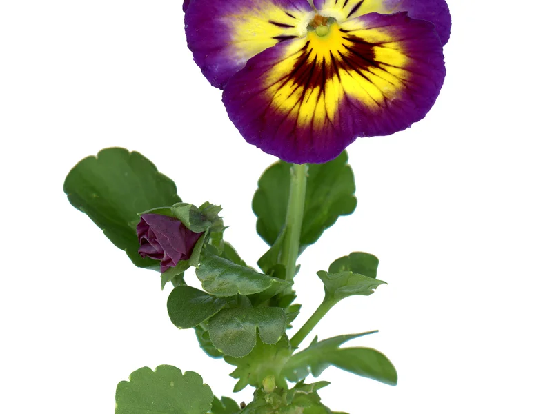 Pansy / Viola growing in a UK garden