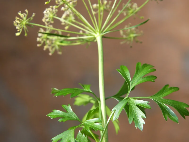 Flat-leaf Parsley growing in a UK garden