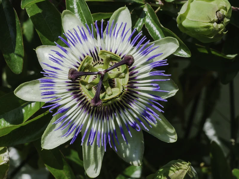 Passionflower growing in a UK garden