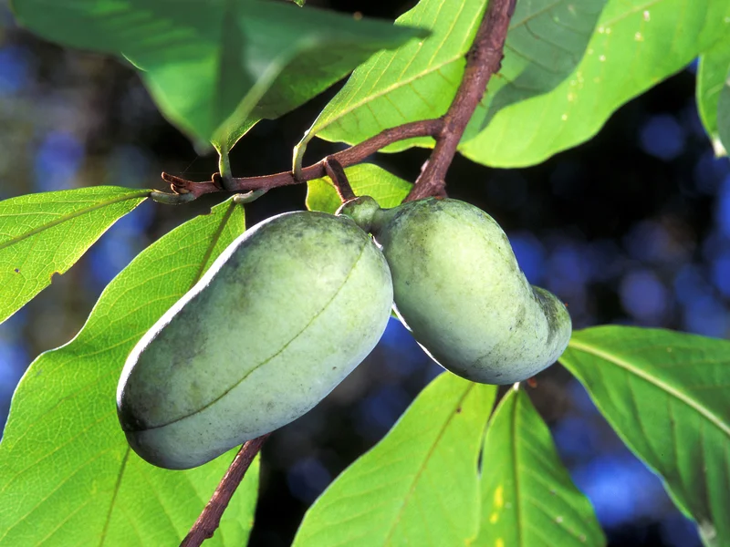 Pawpaw growing in a UK garden