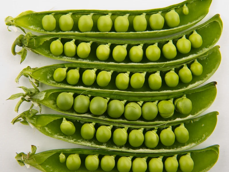 Garden Pea growing in a UK garden