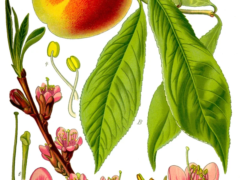 Peach growing in a UK garden