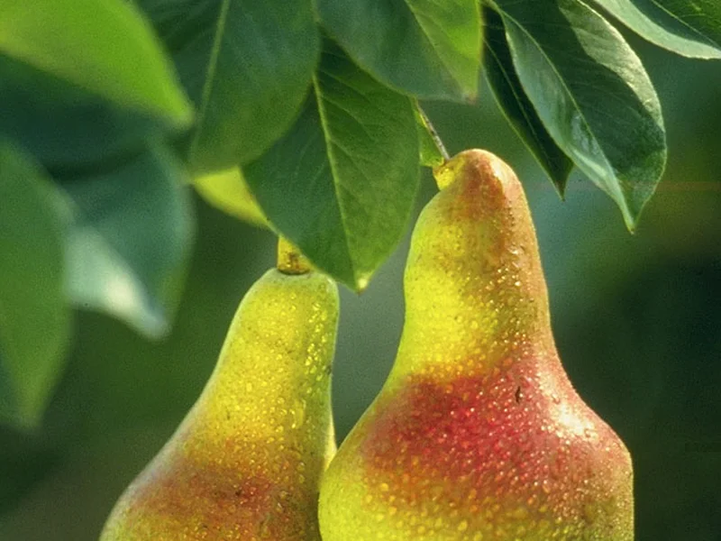 Pear growing in a UK garden