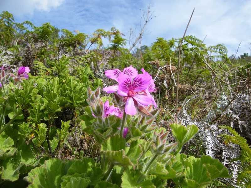 Geranium growing in a UK garden
