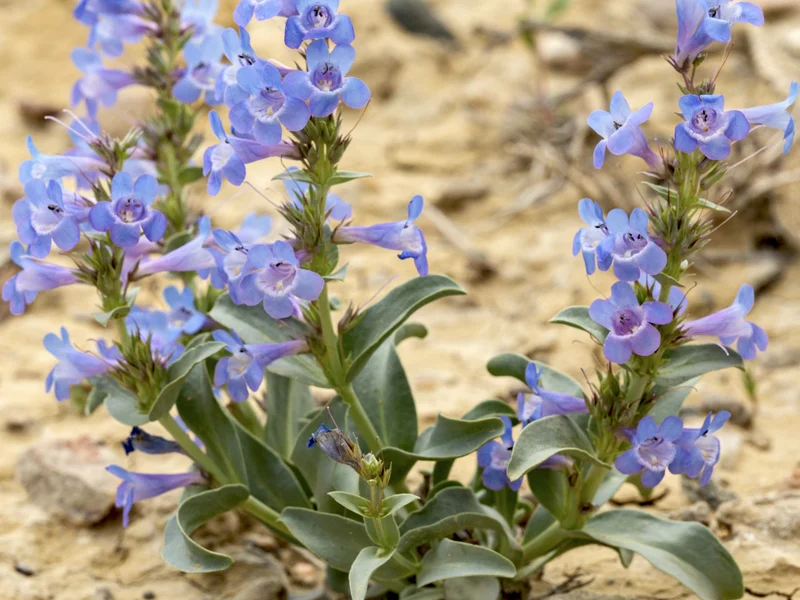 Penstemon growing in a UK garden