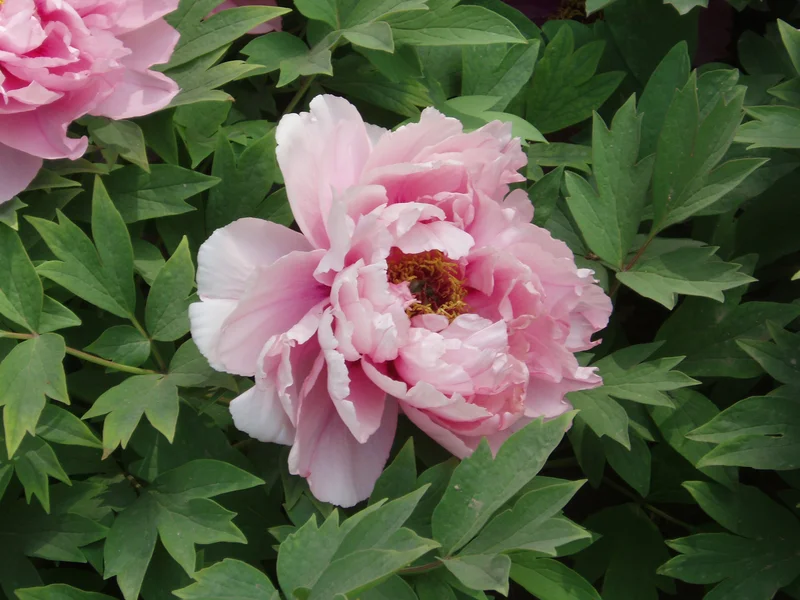 Peony growing in a UK garden
