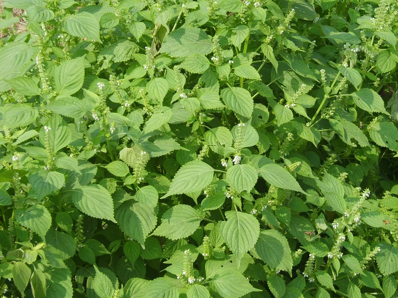 Perilla / Shiso growing in a UK garden