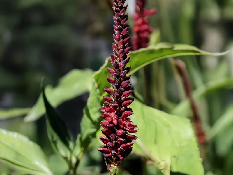 Knotweed growing in a UK garden