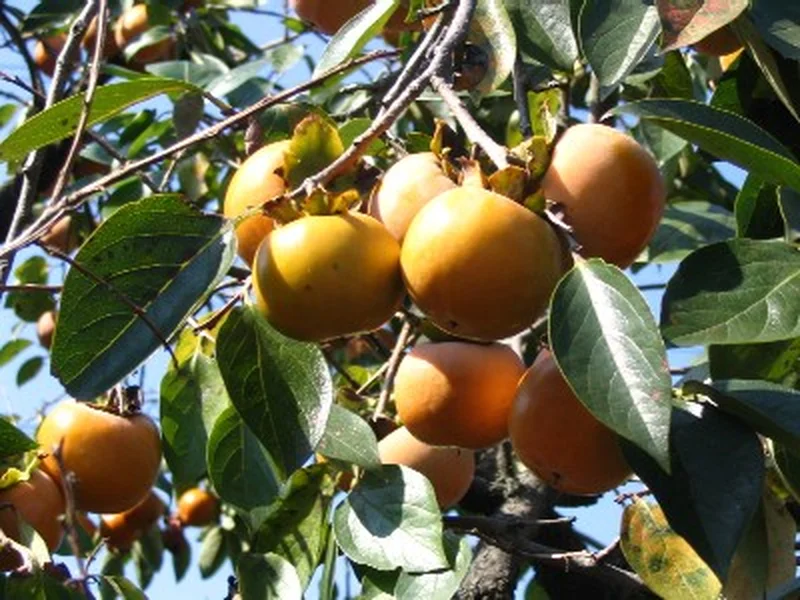 Persimmon growing in a UK garden