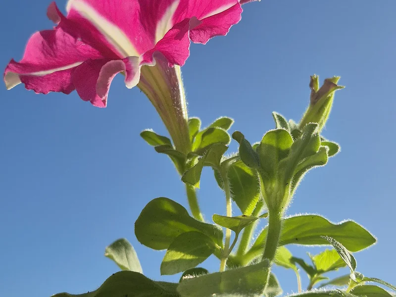 Petunia growing in a UK garden