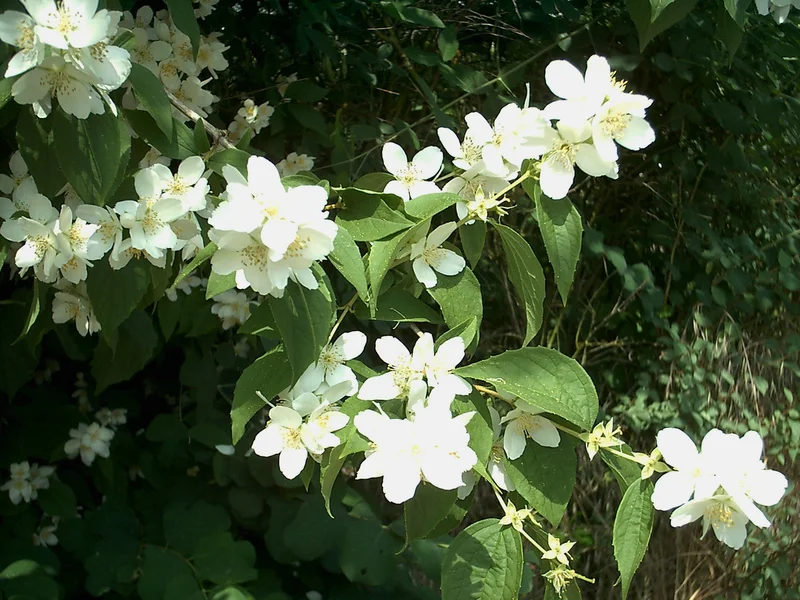 Mock Orange growing in a UK garden