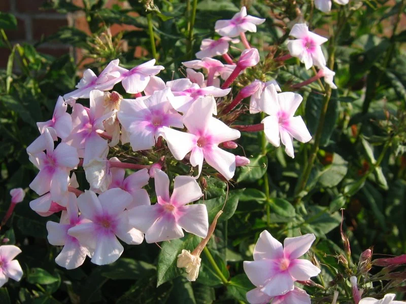 Phlox paniculata growing in a UK garden