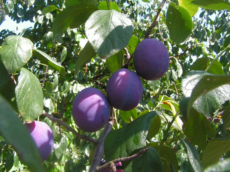 Plum growing in a UK garden