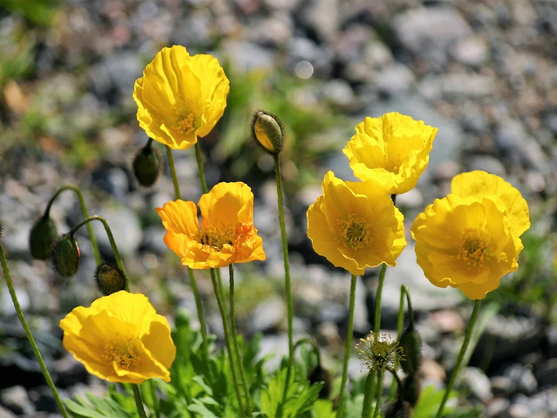 Iceland Poppy growing in a UK garden